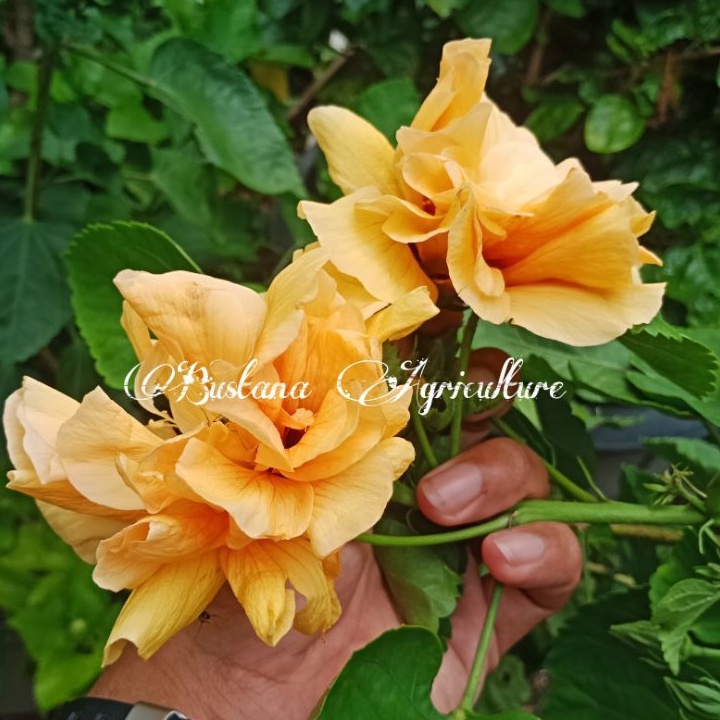Bibit Tanaman Hias Kembang Sepatu Bangkok Hibiscus import Tumpuk Kuning