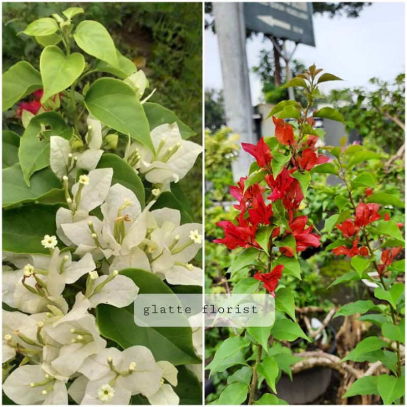 bibit bunga bougenville/tanaman hias bougenville id ekor musang merah+putih atau ungu+putih