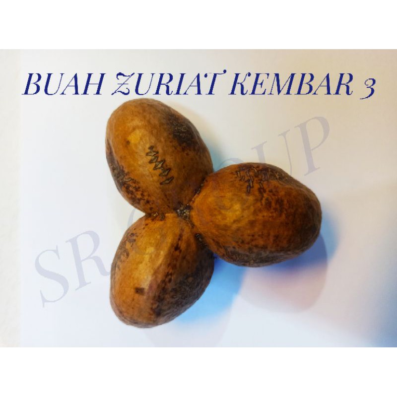 Buah Zuriat Kembar 3 Langka ( PROMIL )