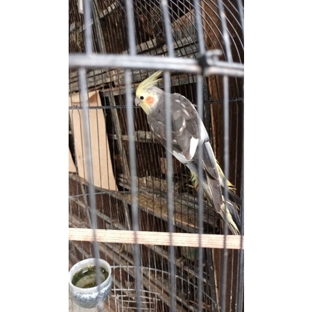 BURUNG PALEK/PARKIT AUSTRALIA