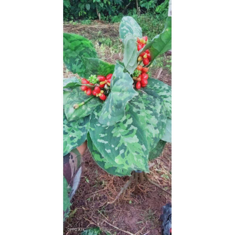 

Biji Pictum Tricolor