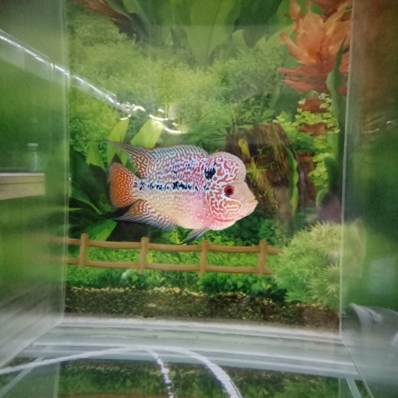 Ikan louhan Kamfa F3