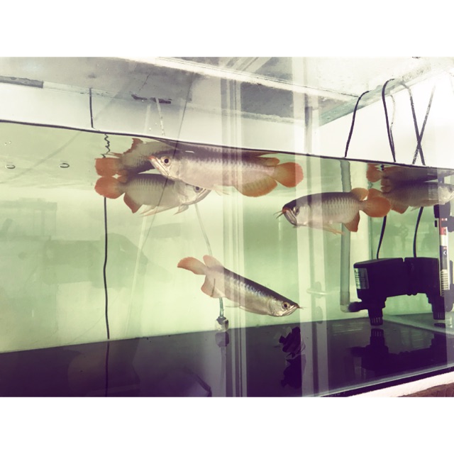 Arwana arowana super red
