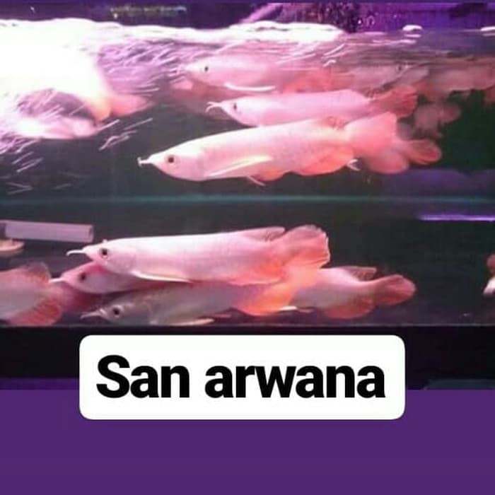 Promo ikan arwana golden red crossback highback Murah