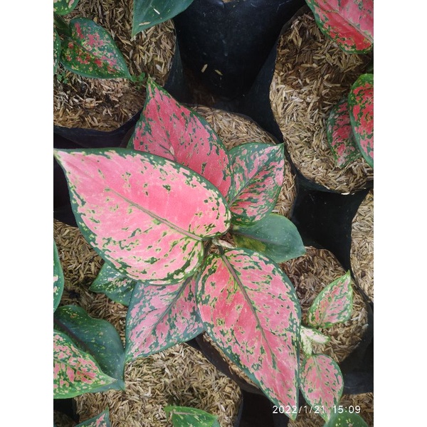 aglonema dud anjamani full merah