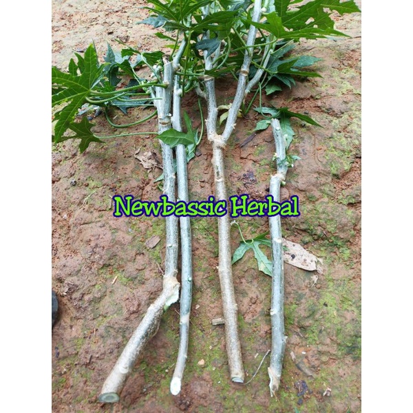 bibit stek pohon gedi pohon pepaya jepang