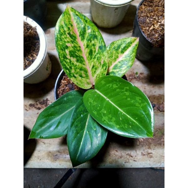 Aglaonema baby Emerald