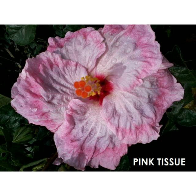 Hibiscus Pink Tissue