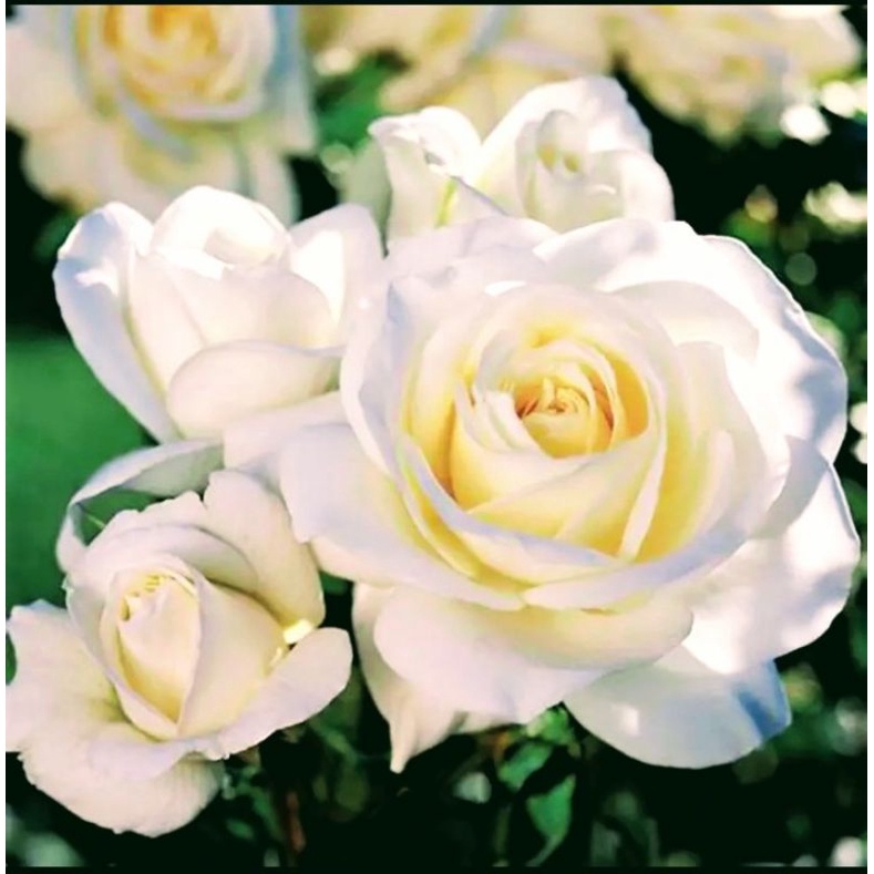 Bibit Bunga Mawar Putih Besar/Mawar Holland Import