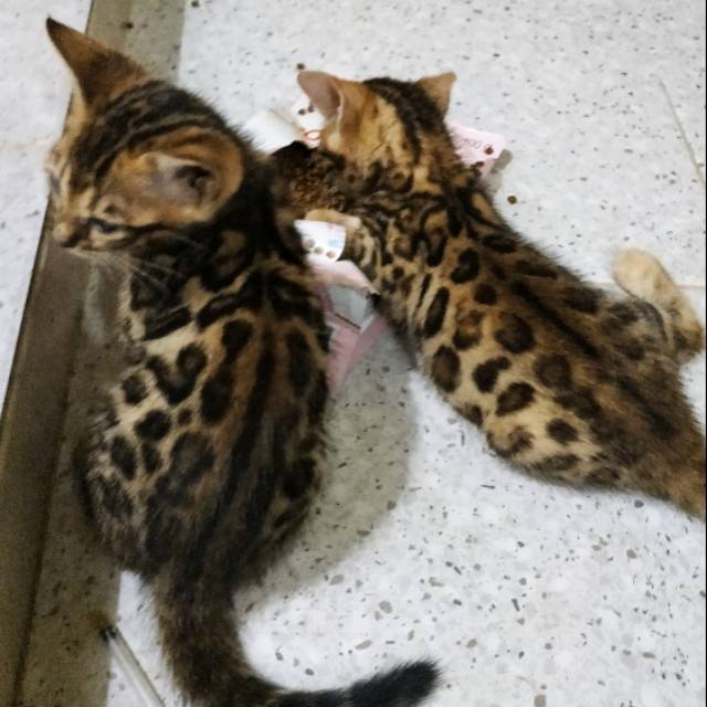 Kucing Bengal Shopee Indonesia