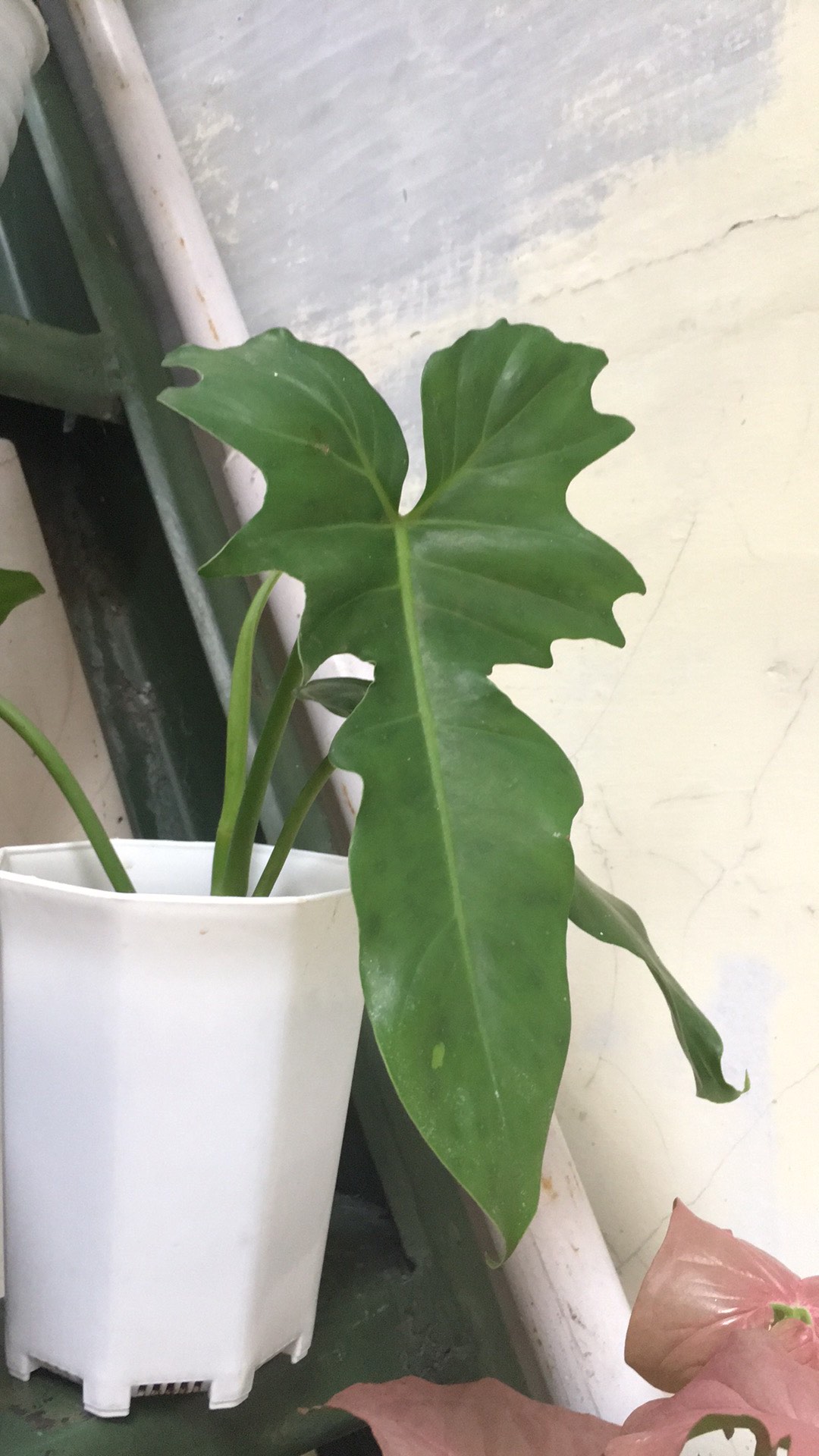 Tanaman Hias Philodendron Golden Dragon