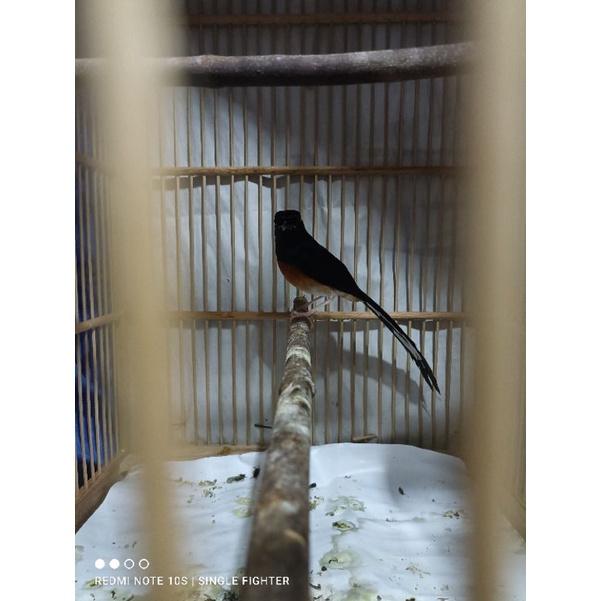 Burung murai batu mh jantan ekor klewer pilihan