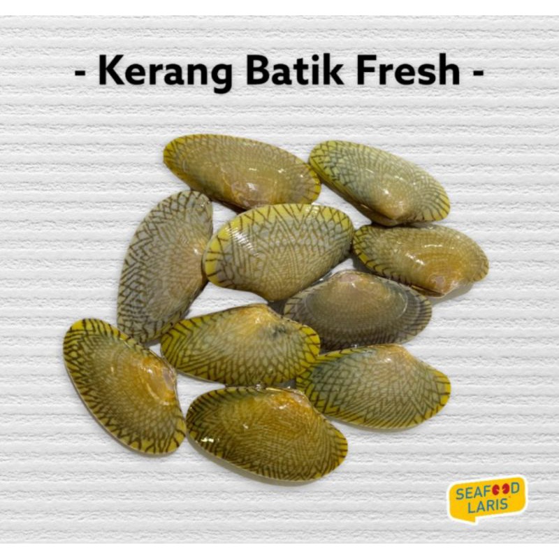

Kerang Batik Fresh 1kg