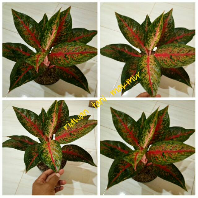 Tanaman hias bunga aglonema hot lady indukan