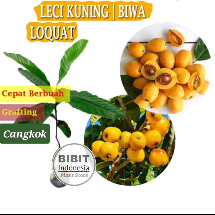 Bibit Tanaman Buah leci kuning leci biwa