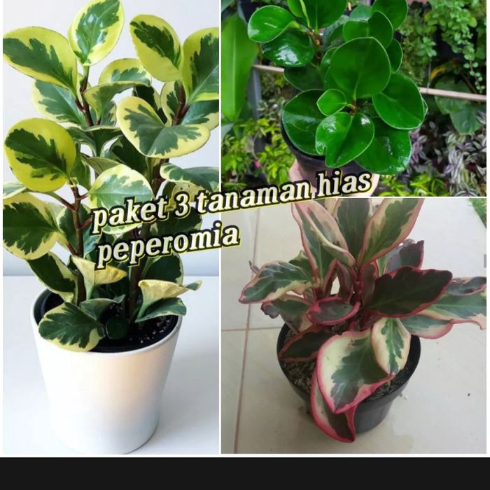 paket 3 tanaman hias peperomia pot tanaman hias indoor - peperomia