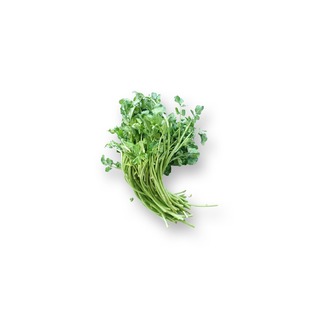 

SAYUR ORGANIK Selada Air