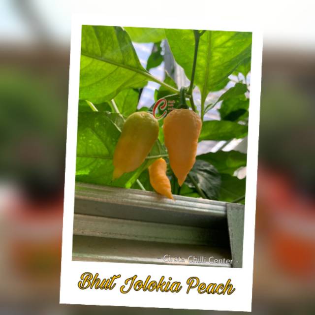 

Buah / Biji BHUT JOLOKIA PEACH