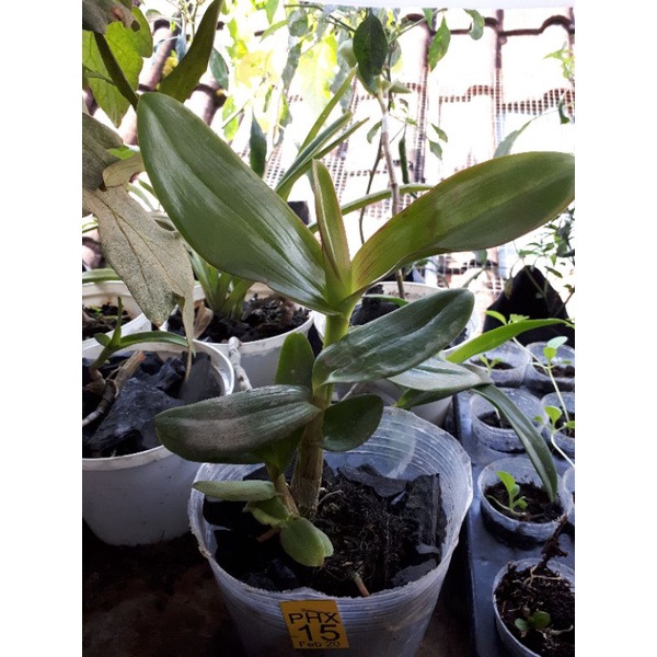 anggrek dendrobium melintir/keriting remaja