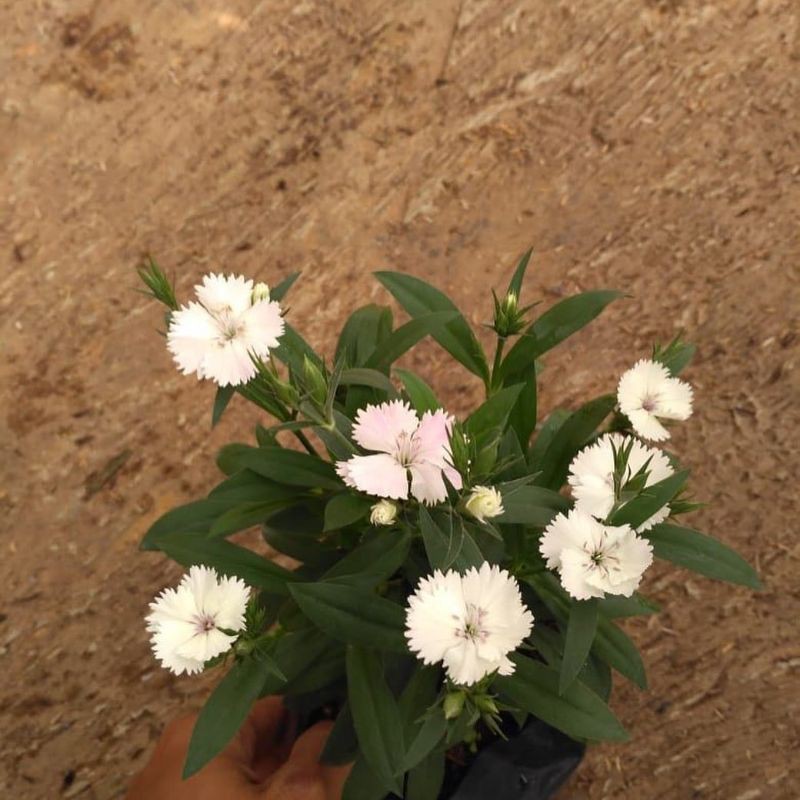 Diantus/anyelir putih polos