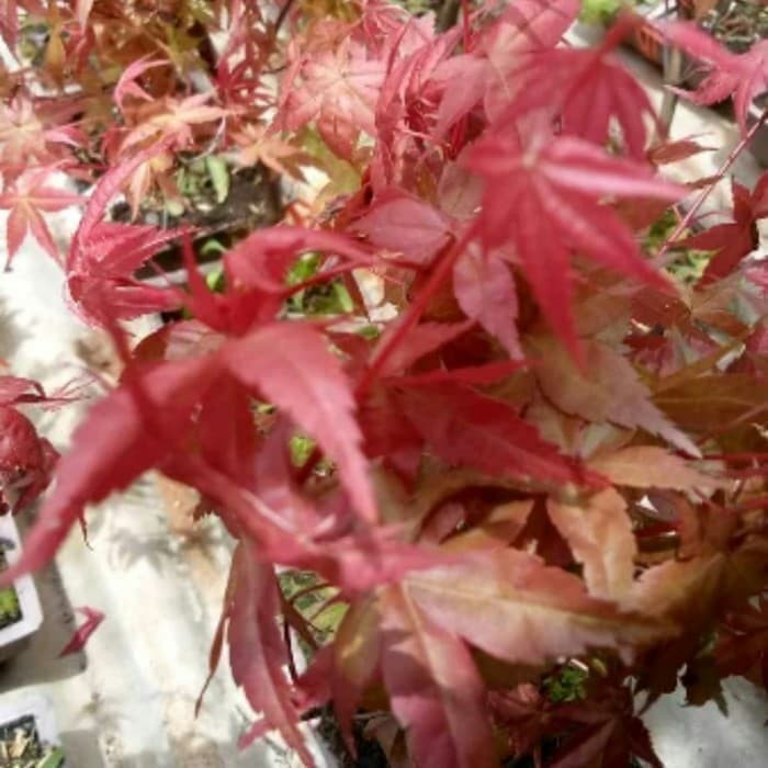 Tanaman Hias Japanese Red Maple - Bonsai Red Maple