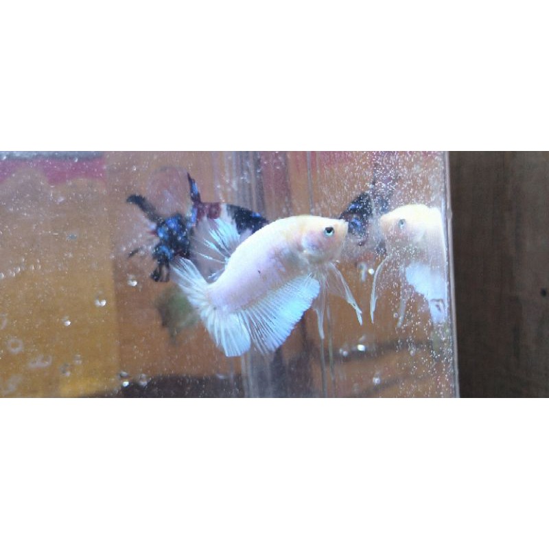 Cupang Plakat Fccp White Scale