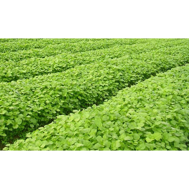2000 Biji Benih Bayam Kuning Unggul Bibit Sayuran Hidroponik Benua Tanaman Sayur Berkualitas