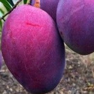 Bibit Buah Mangga Irwin