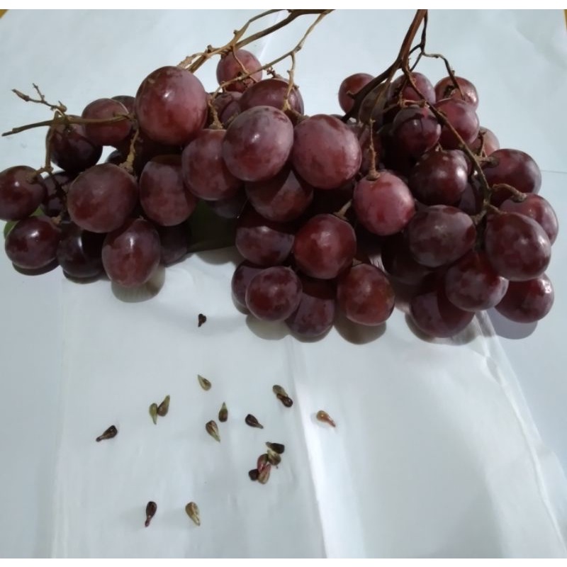 10 bij benih anggur  merah-1