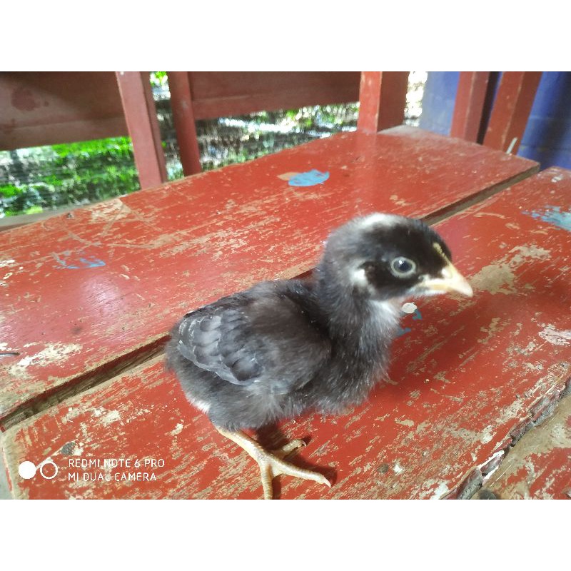Telur fertil ayam F1 ( Australorp x Baredrock x White Leghorn x Rhode Island Red ) x KUB