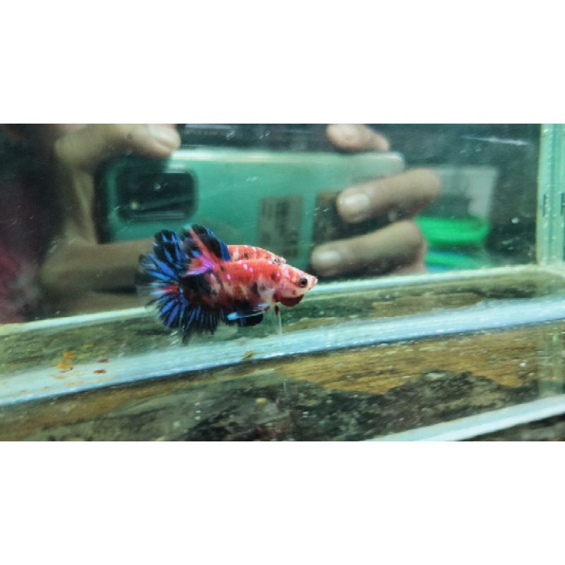 Cupang Plakat Koi galaksi