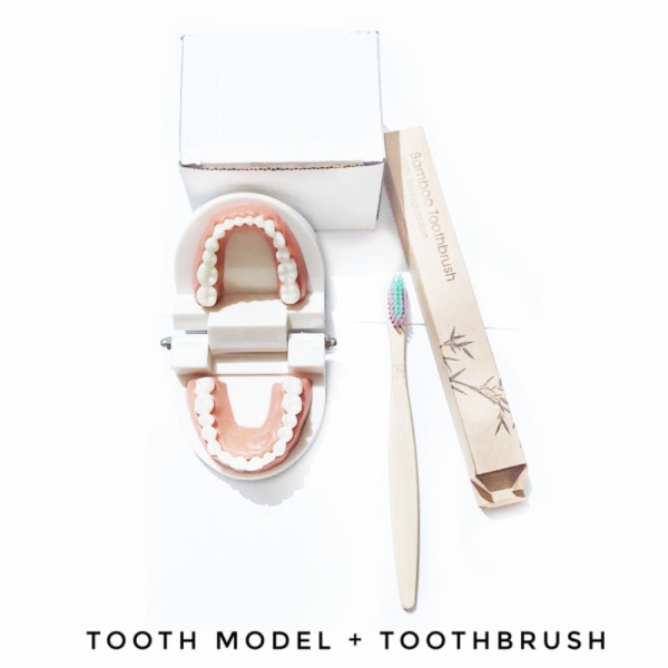 

Mainan Montessori Alat Peraga Sikat Gigi Dental Study Tooth Model Berkualitas