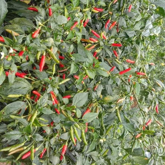 Benih Cabe Rawit Hijau Centini Varietas 22 | tahan virus & layu