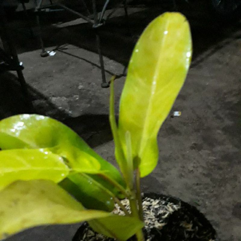 menjual tanaman hias sirih gading jenis tanaman merambat memiliki daun lebar 5-10cm,berwarna kuning,