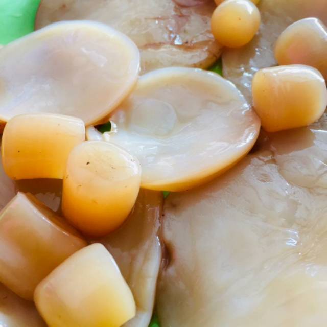 

TERMURAH!!! SCOBY ATAU JAMUR DIPO TERMURAH UNTUK MEMBUAT KOMBUCHA