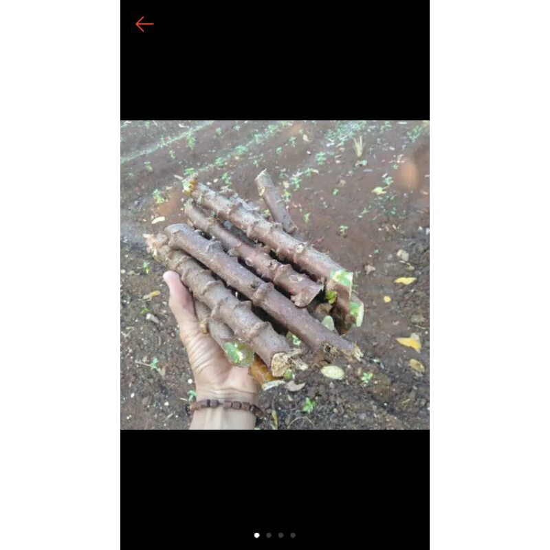 Tanaman buah singkong//tangkai singkong//tanaman buah dan daun