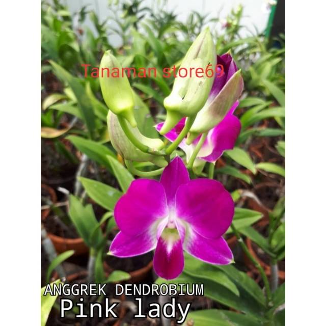 Tanaman hias anggrek dendrobium pink lady /anggrek dendrobium dewasa