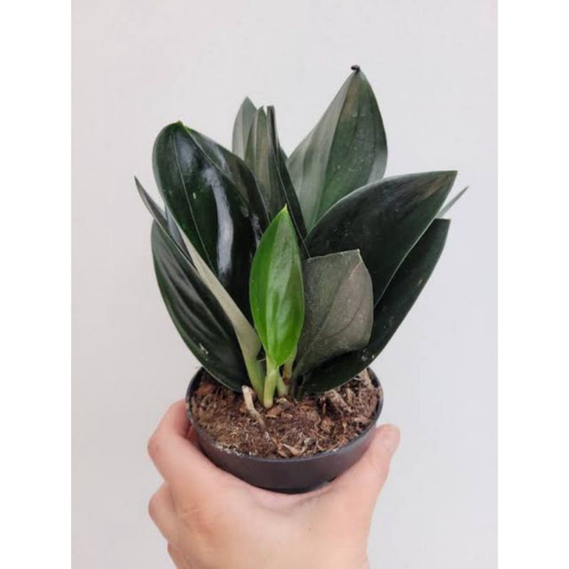(INYONG PLANT) SCINDAPSUS BLACK