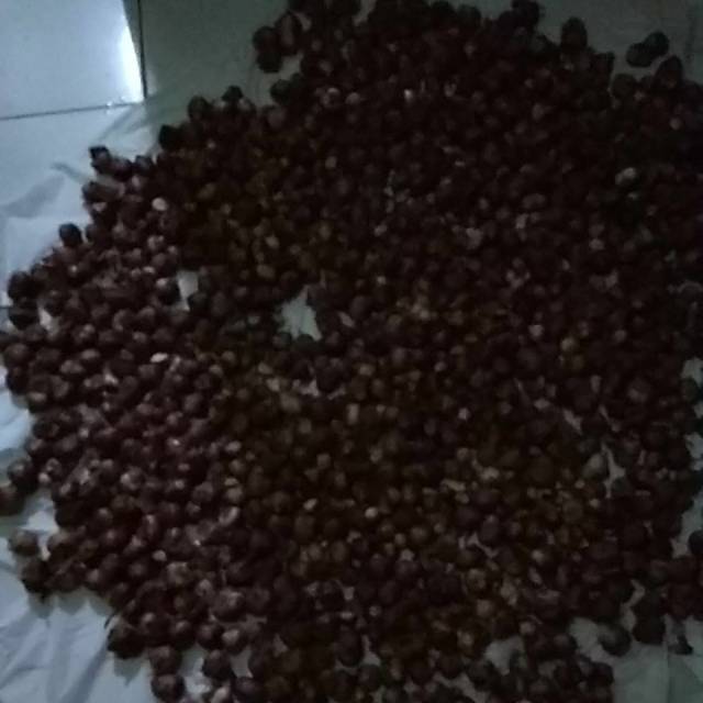 

Bawang merah Brebes