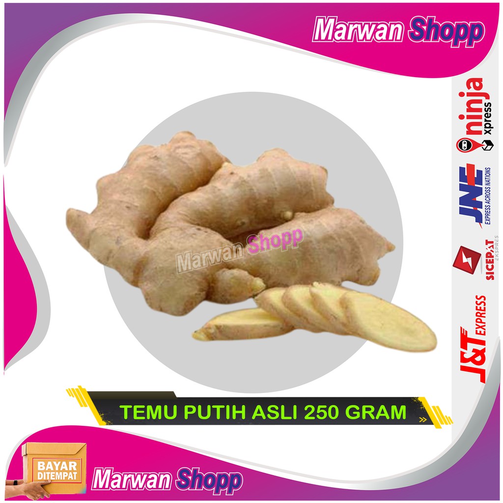 

TEMU PUTIH SEGAR 250 GRAM CURCUMA ZEDOARIA FRESH KUNYIT KUNIR PUTIH TERMURAH MARWAN SHOPP