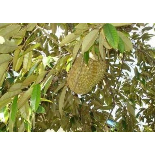 

Daun Durian Segar 500 gram