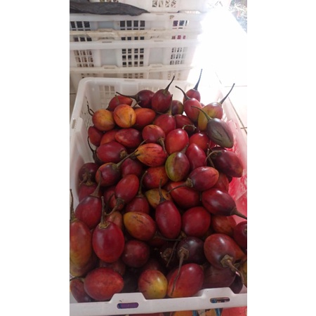 

terong kori/terong Belanda fresh 1000 grm