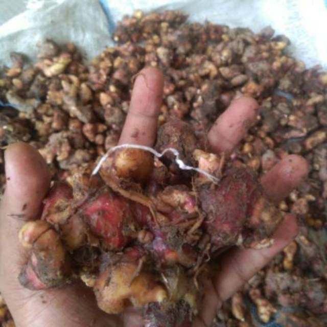 

Jahe merah utuh 1kg
