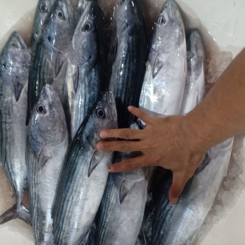 

Ikan tongri daging nya seperti tenggiri 1kg