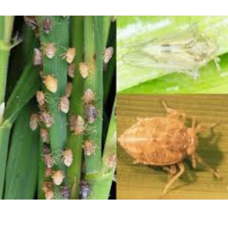 {K-ABQ) {♥) // [Azodrin] INSEKTISIDA AZODRIN 15 WCS 500 ml {super keren)