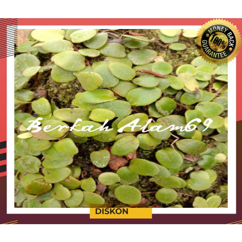 

500gram Daun Sisik Naga Segar