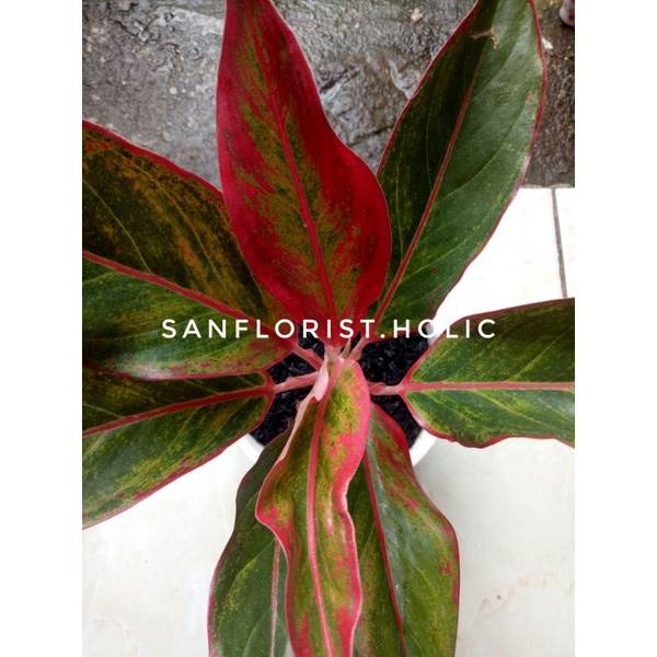 Tanaman Hias Aglonema Lipstik Siam Aurora / Aglonema Lipstik Siam Aurora