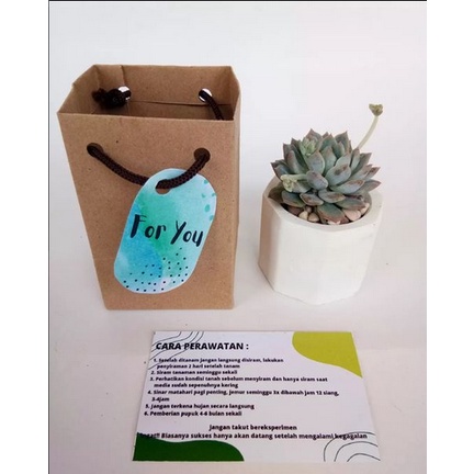 Paket Gift Polos Kaktus Sukulen lengkap + Papperbag + Tata Cara Perawatan | Souvenir wedding | Souve