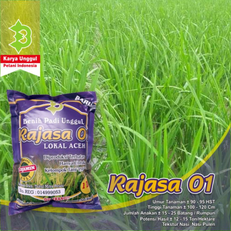 Benih Padi Rajasa 01-5
