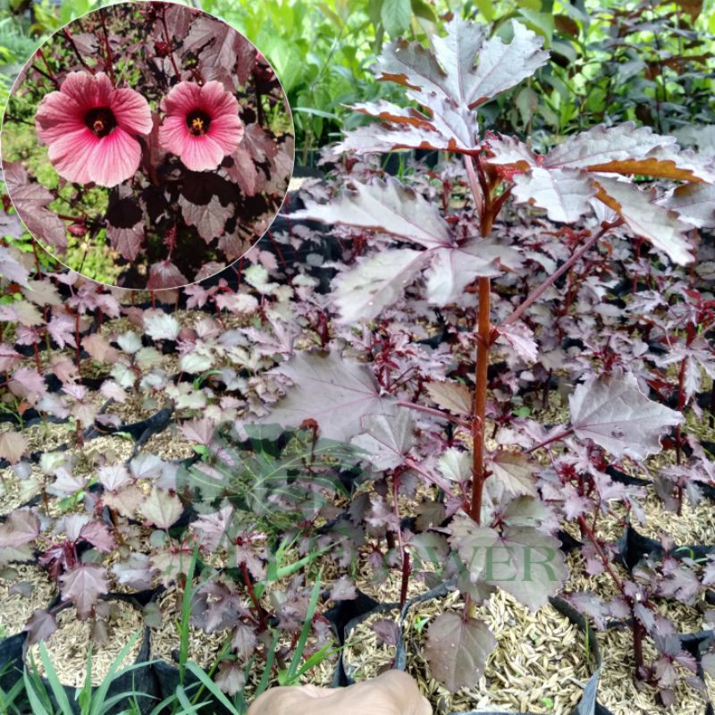 Hibiscus Acetosella | Hibiscus Panama Red | Javanese Red Maple